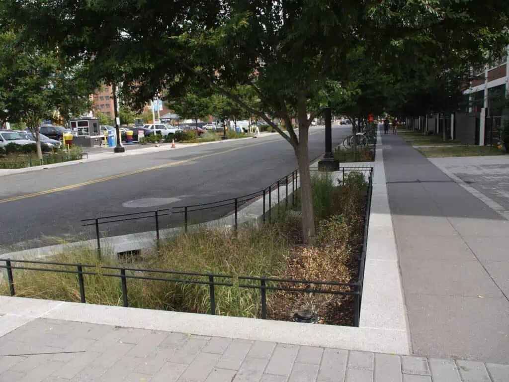 Rain Garden in DC