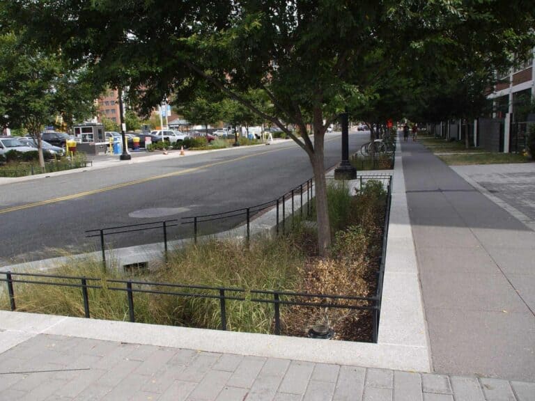 Rain Garden in DC