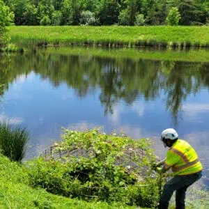 removing vegetation from stormwater pond
